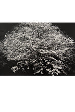 Load image into Gallery viewer, FLOWERS