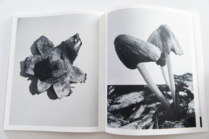 FRUITING BODIES