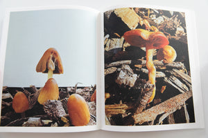 FRUITING BODIES