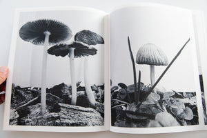 FRUITING BODIES