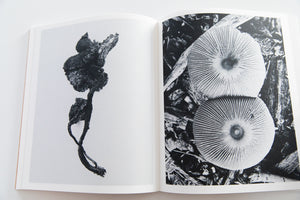 FRUITING BODIES