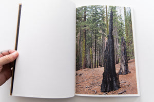 THE DARK WOOD