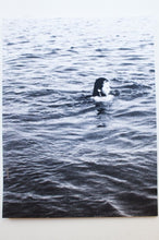 Load image into Gallery viewer, Shoreline
