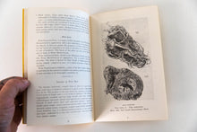 Load image into Gallery viewer, KAVA KAVE | Famous Drug Plant of the South Sea Islands